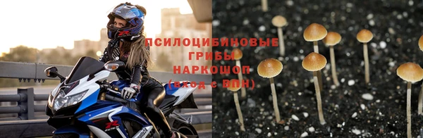 PSILOCYBIN Армянск